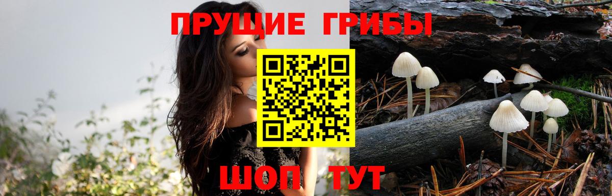 Луховицы  Галлюциногенные грибы GOLDEN TEACHER  Вход с VPN 